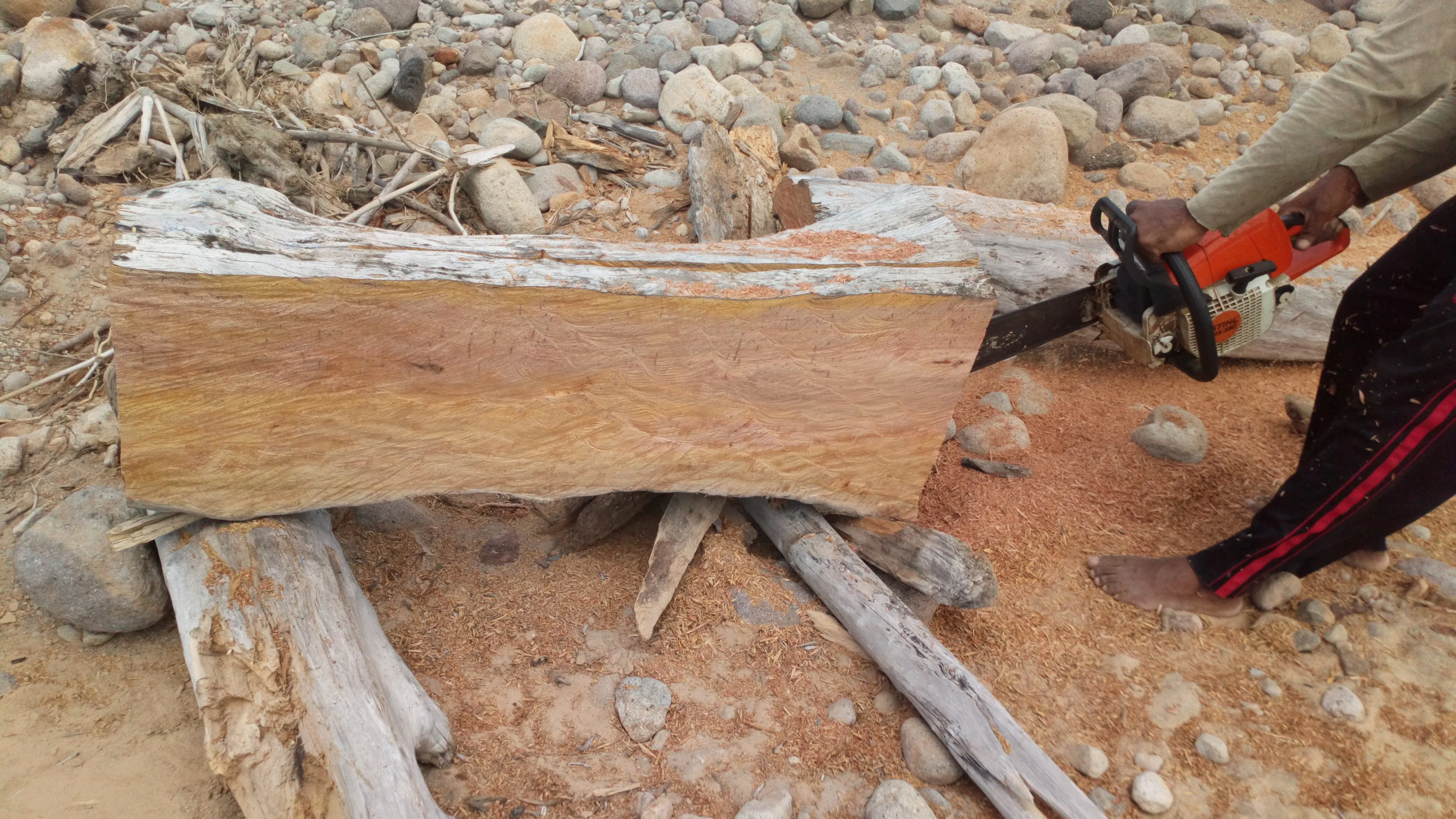 Atelier bois flotté Guadeloupe travail du tronc